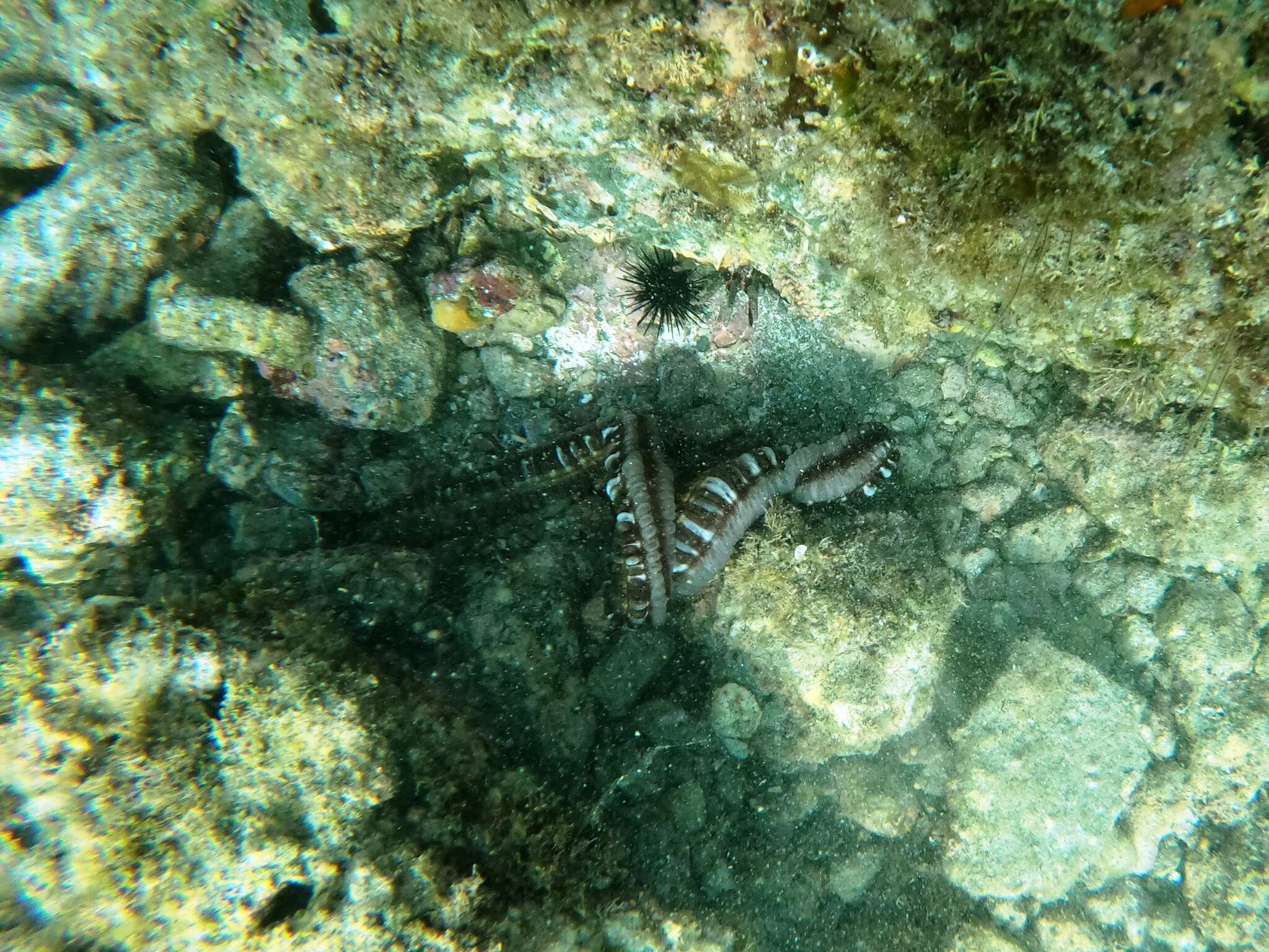 Image of Lion's Paw Sea Cucumber