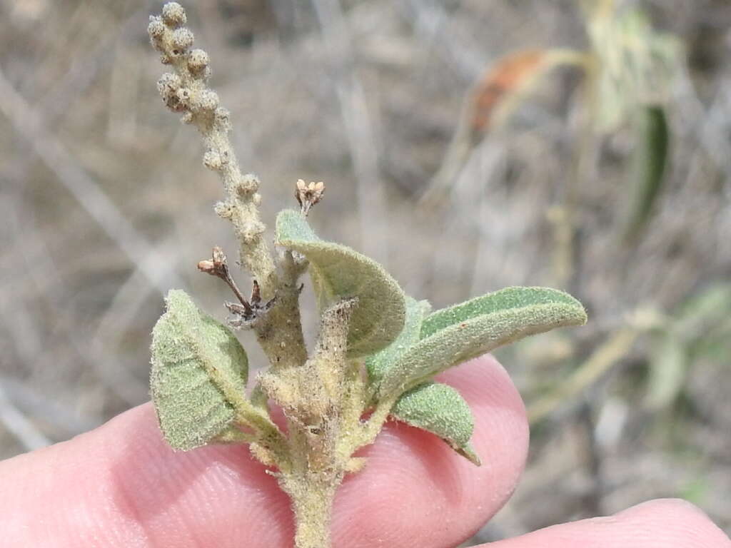 Image of Torrey's croton