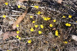 Sivun Uvedalia linearis var. lutea (Benth.) W. R. Barker & Beardsley kuva