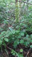 Image of Small-dotted Orchis