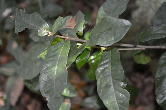 Image of Quercus sapotifolia Liebm.