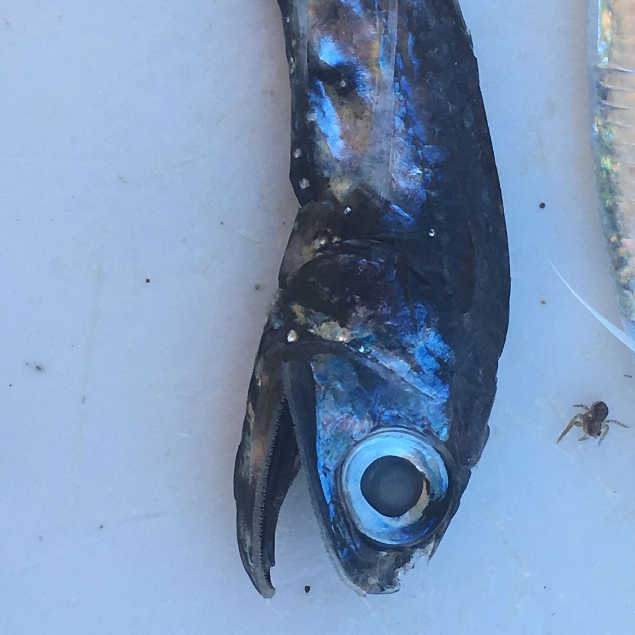 Image of Madeira lantern fish