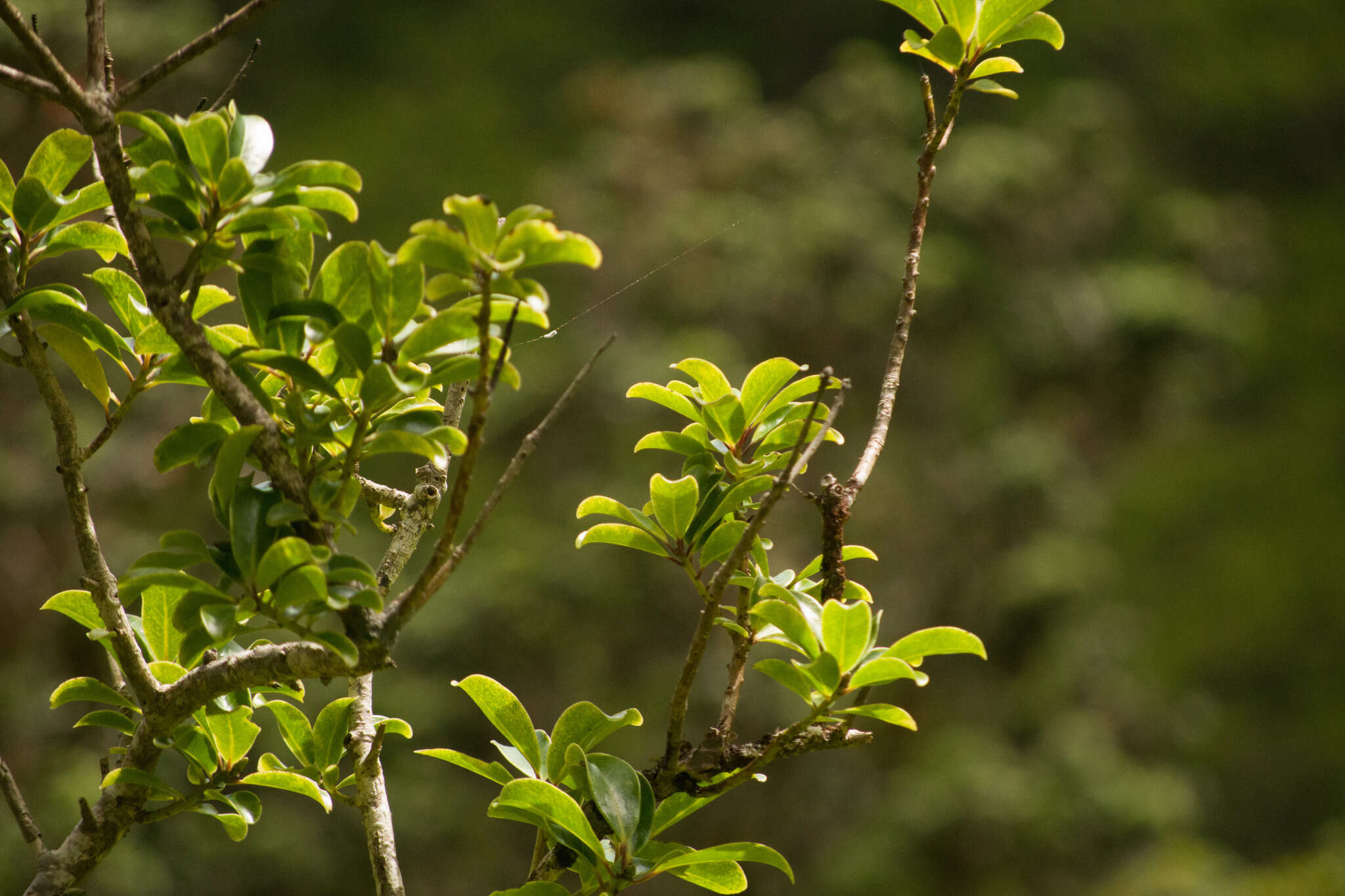 Image of Hawai'i holly