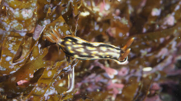 Image of Orange edge khaki slug