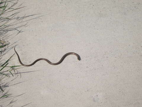 Image of Glass Lizards