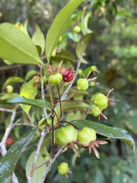 Image of Eugenia sulcata Spring ex Mart.