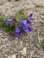 Plancia ëd Penstemon hallii A. Gray