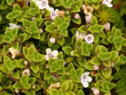 Image of Clinopodium nubigenum (Kunth) Kuntze