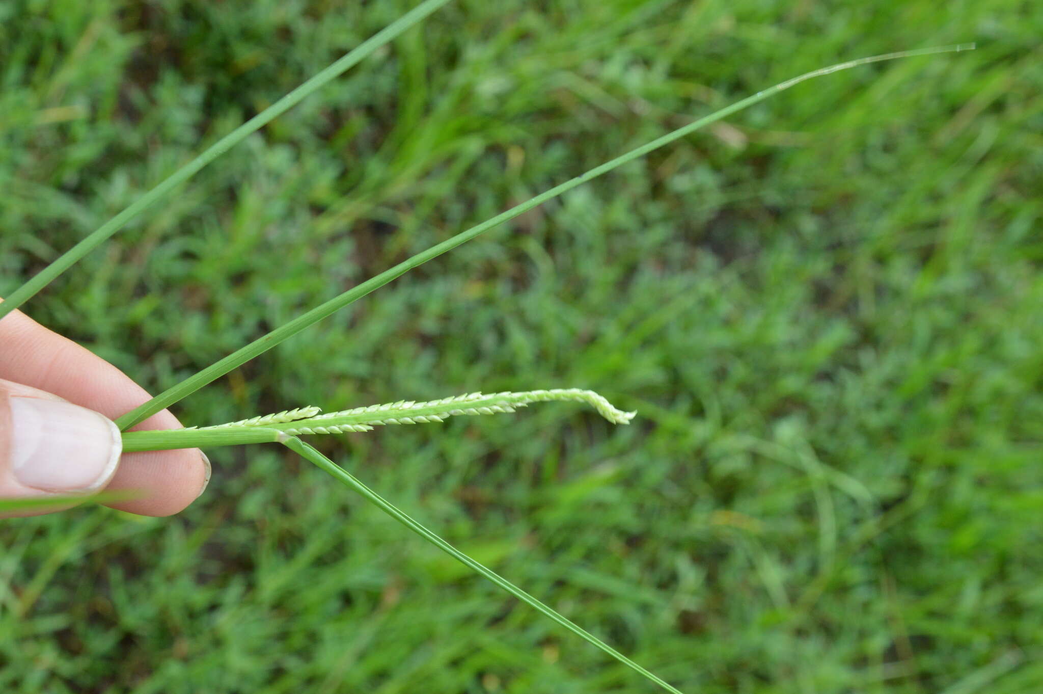 Image of Egyptian Water Crown Grass