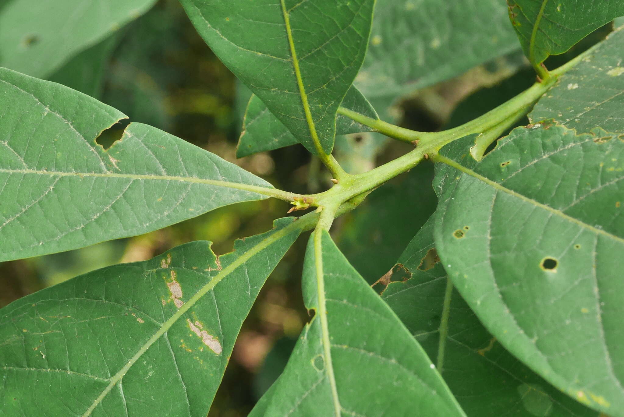 Image of Phoebe formosana (Hayata) Hayata