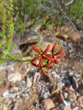 Image de Jamesbrittenia atropurpurea subsp. atropurpurea