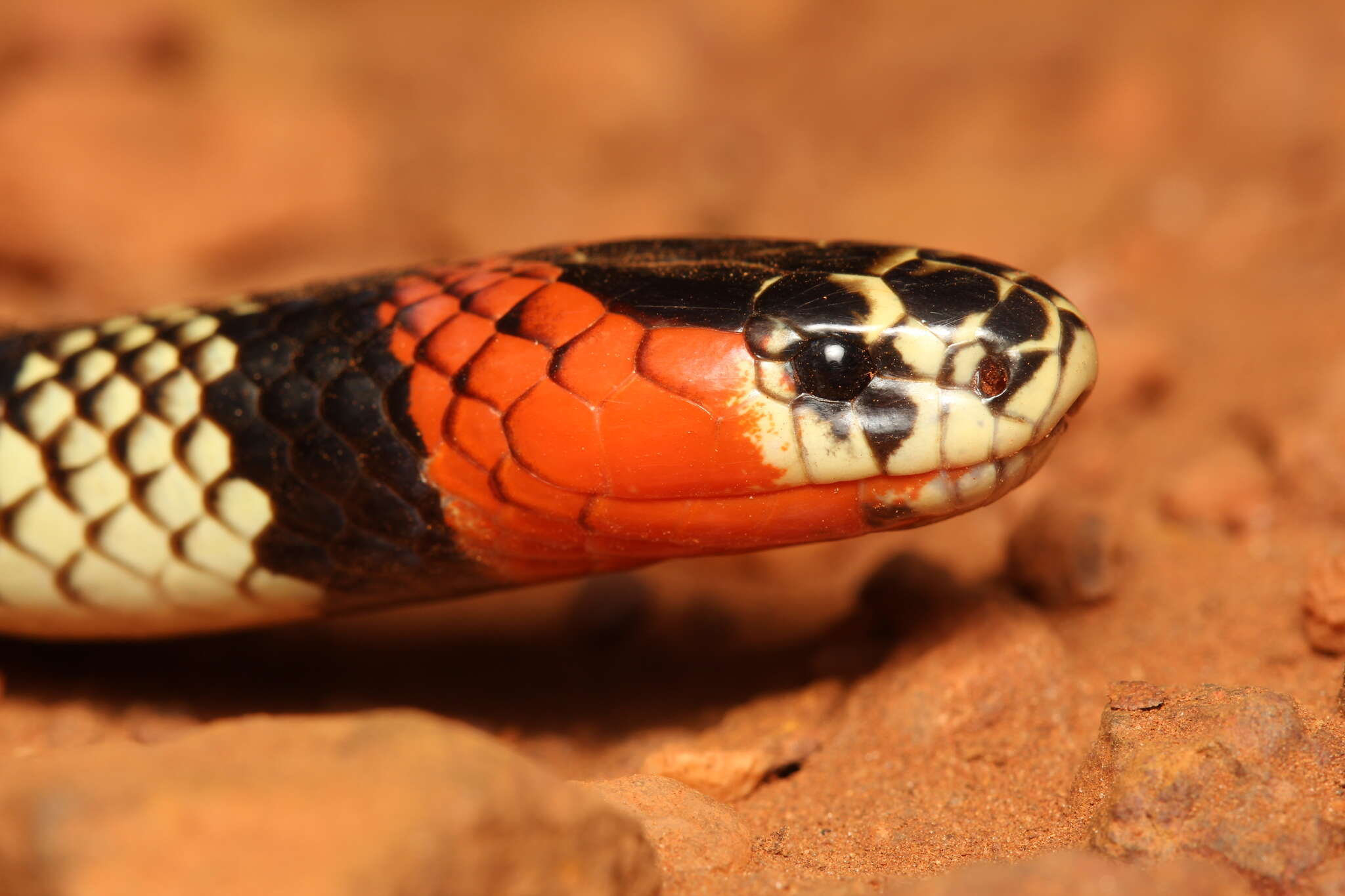 صورة Micrurus frontalis (A. M. C. Duméril, Bibron & A. H. A. Duméril 1854)