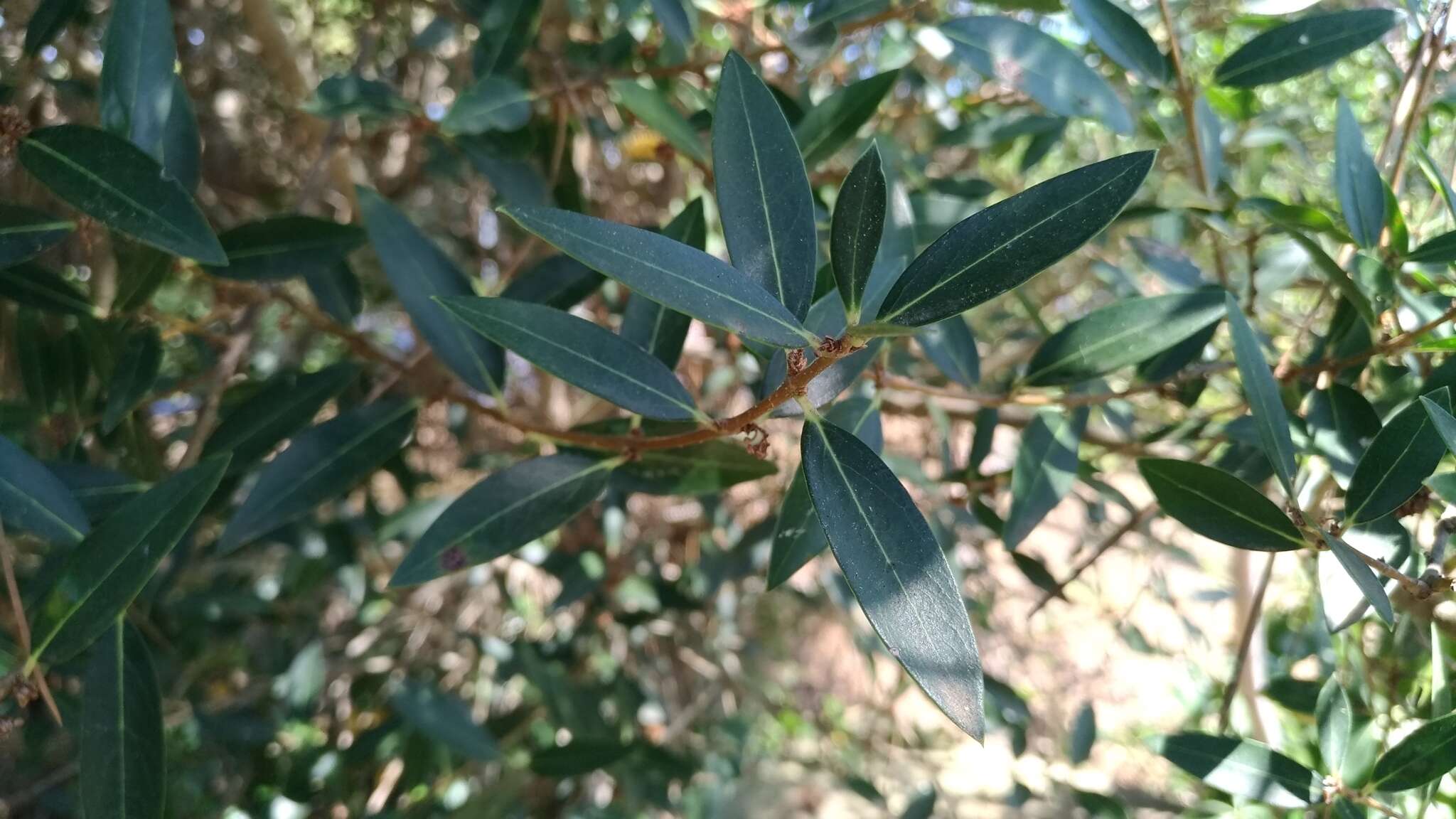 Image de Phillyrea latifolia L.