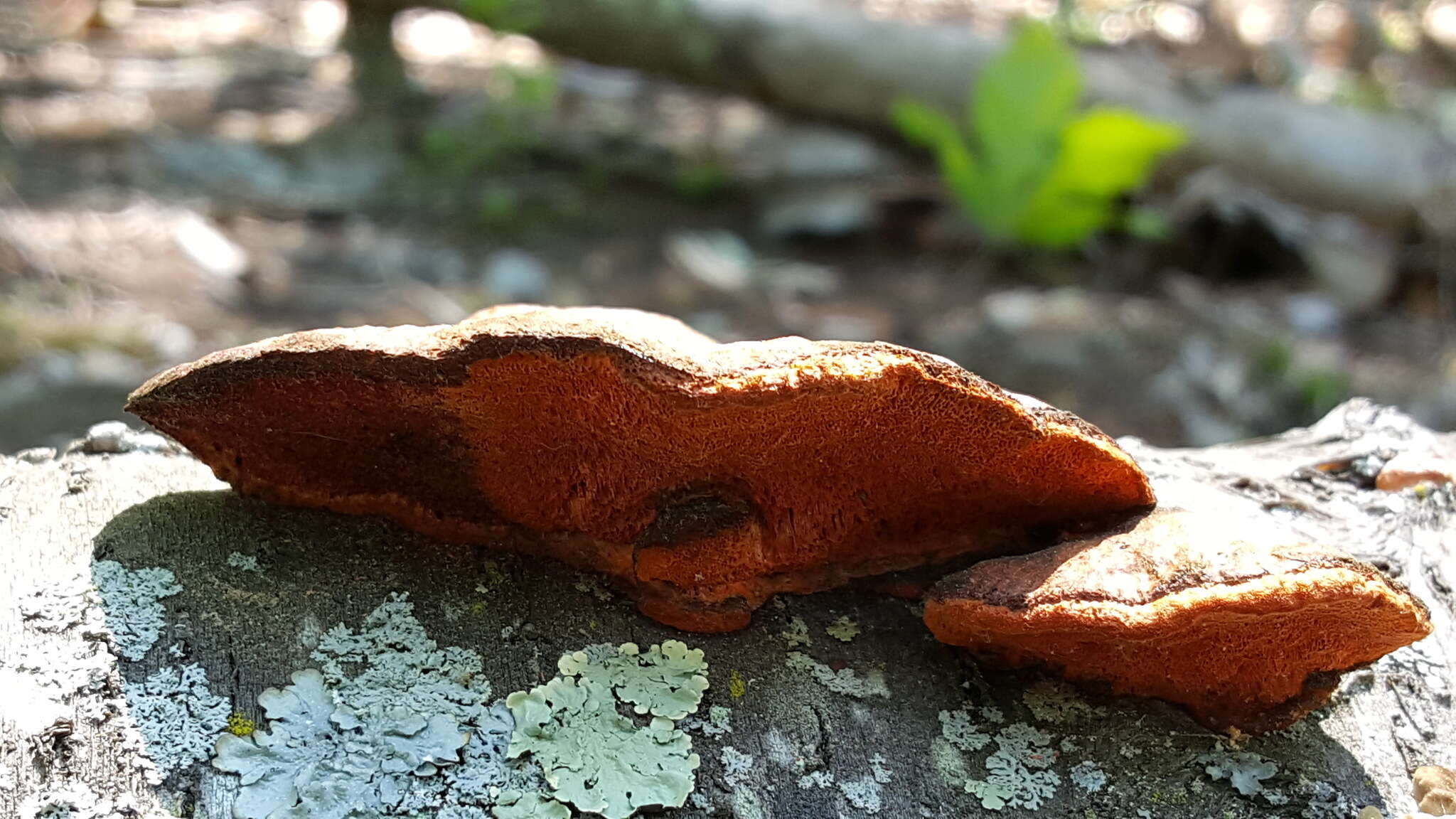 Imagem de Pycnoporus cinnabarinus (Jacq.) P. Karst. 1881