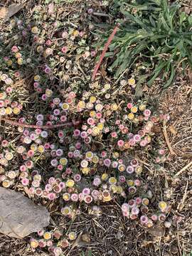 Image de Helichrysum argyrosphaerum DC.