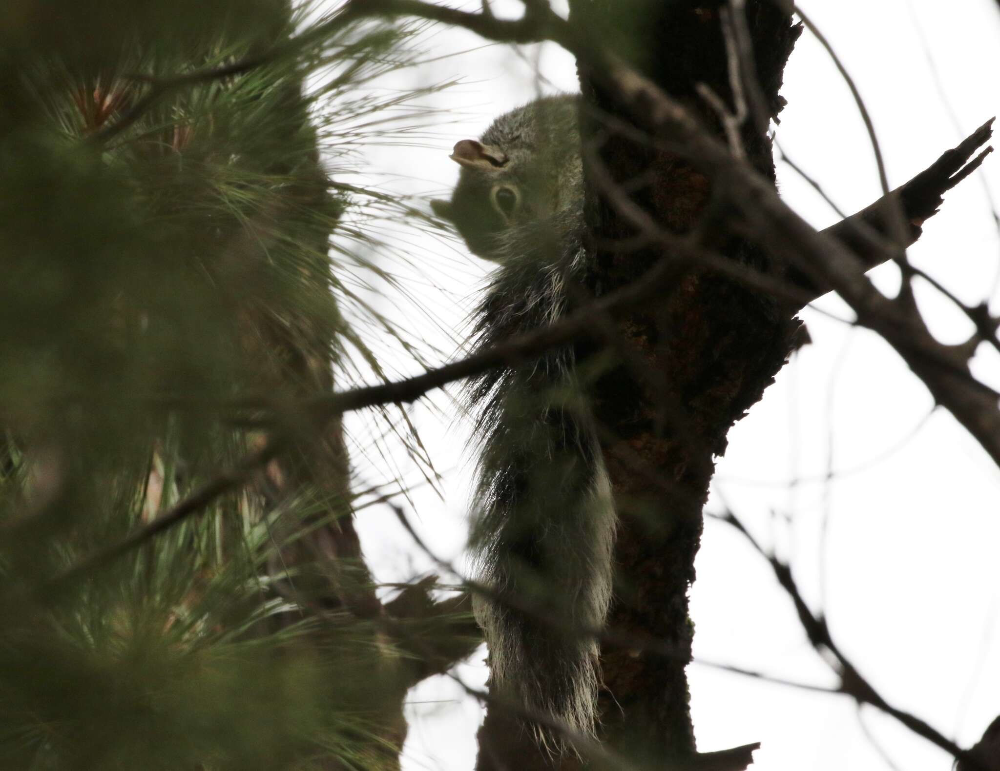 صورة Sciurus arizonensis Coues 1867