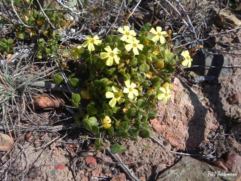 Imagem de Oxalis megalorrhiza Jacq.