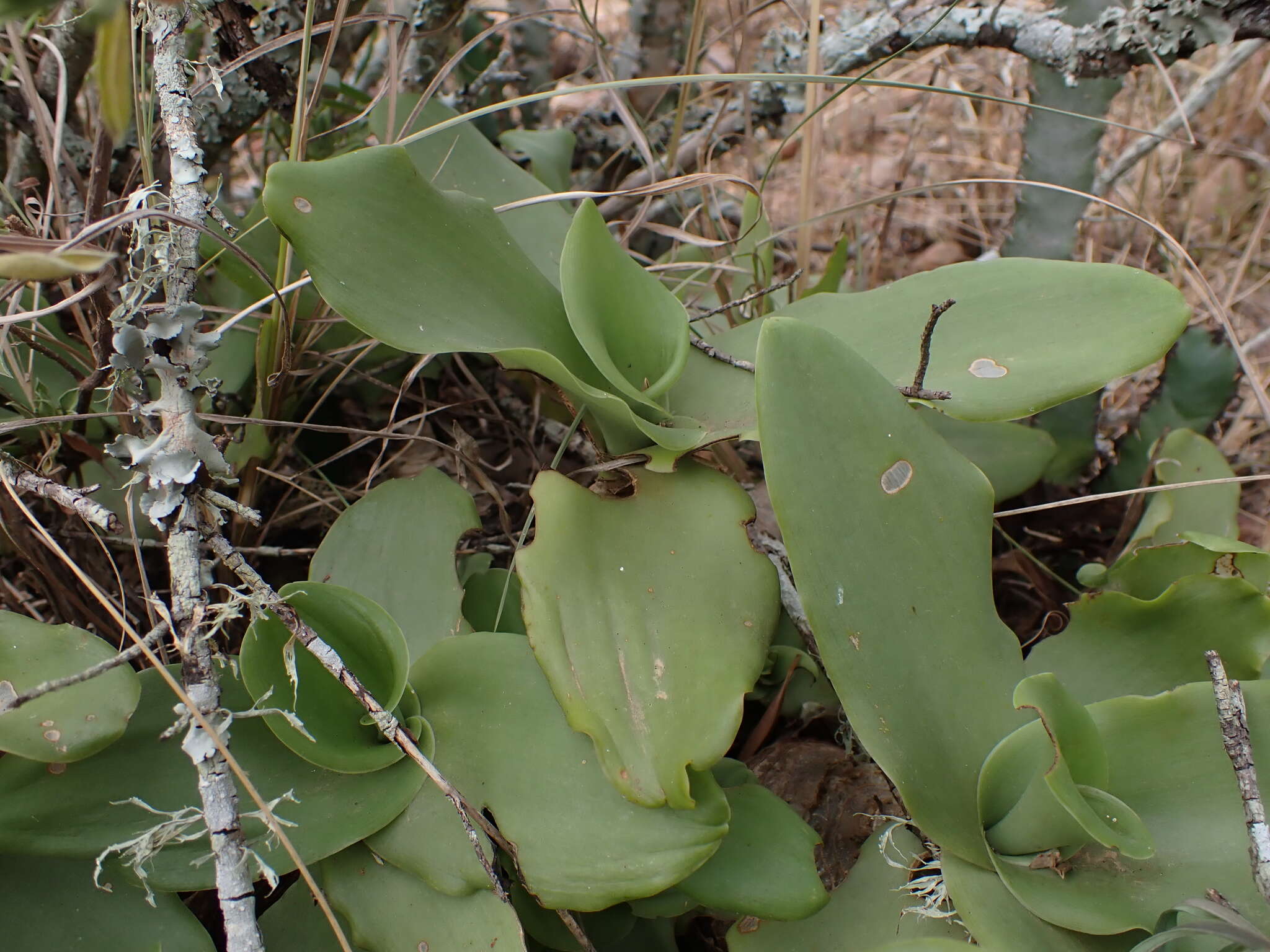 Image of Ledebouria nitida