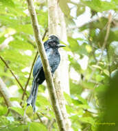 Image of Greater Racket-tailed Drongo