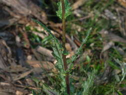 Image of Erechtites picridioides Turcz.