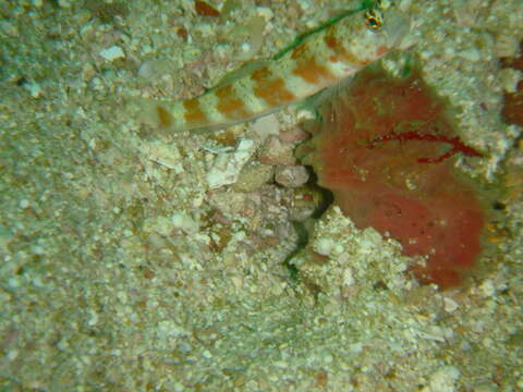 Image of Broad-banded shrimpgoby