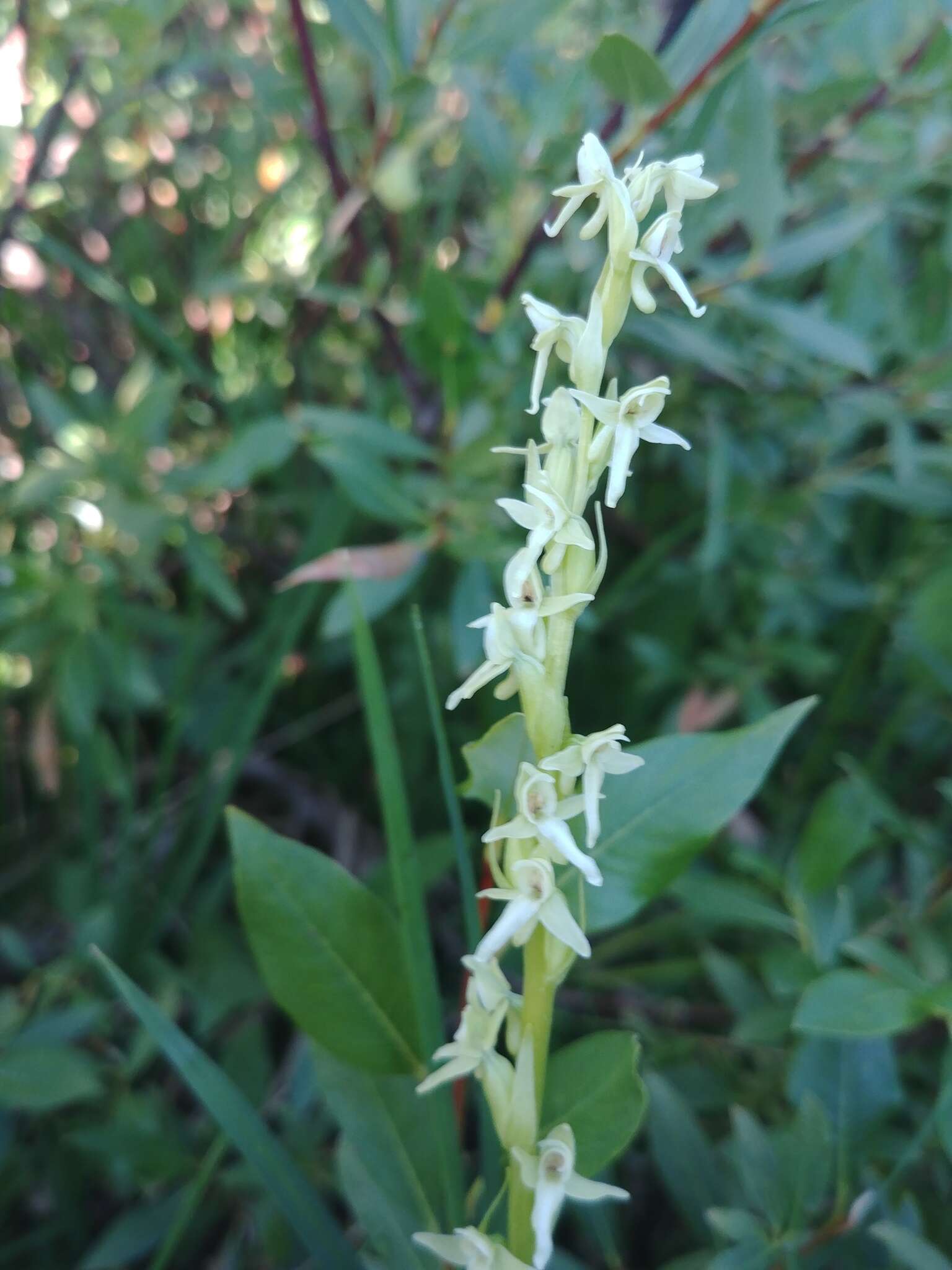 Imagem de Platanthera estesii W. J. Schrenk