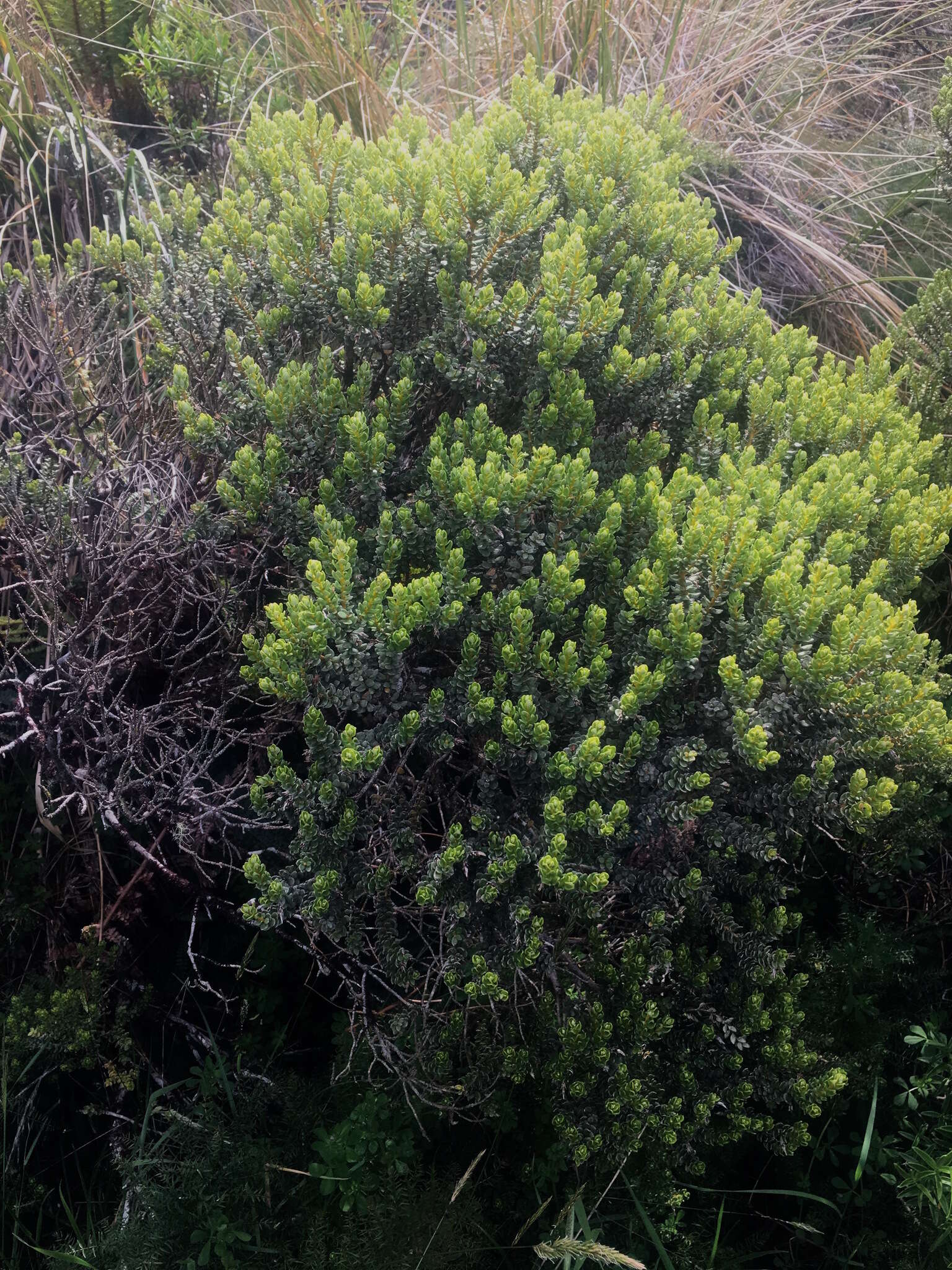 Image of Olearia nummularifolia Hook. fil.