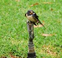 صورة Hirundo rustica rustica Linnaeus 1758