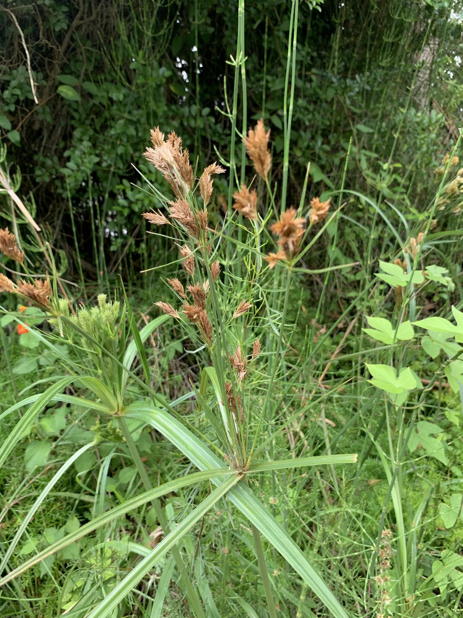 Imagem de Cyperus prolixus Kunth