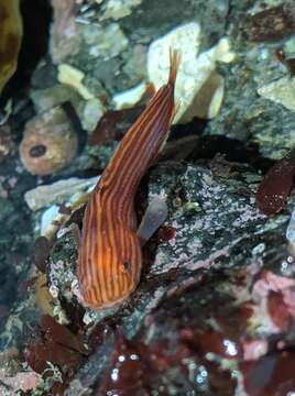 Image of Slimy snailfish