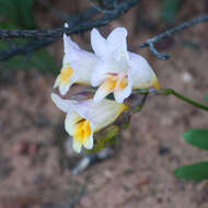 Image of Freesia occidentalis L. Bolus