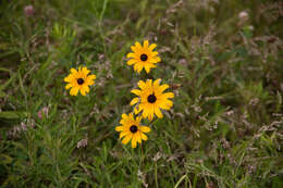 Sivun Rudbeckia hirta var. pulcherrima Farw. kuva