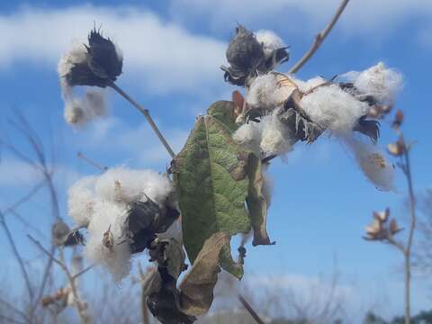 Image of Sea Island Cotton