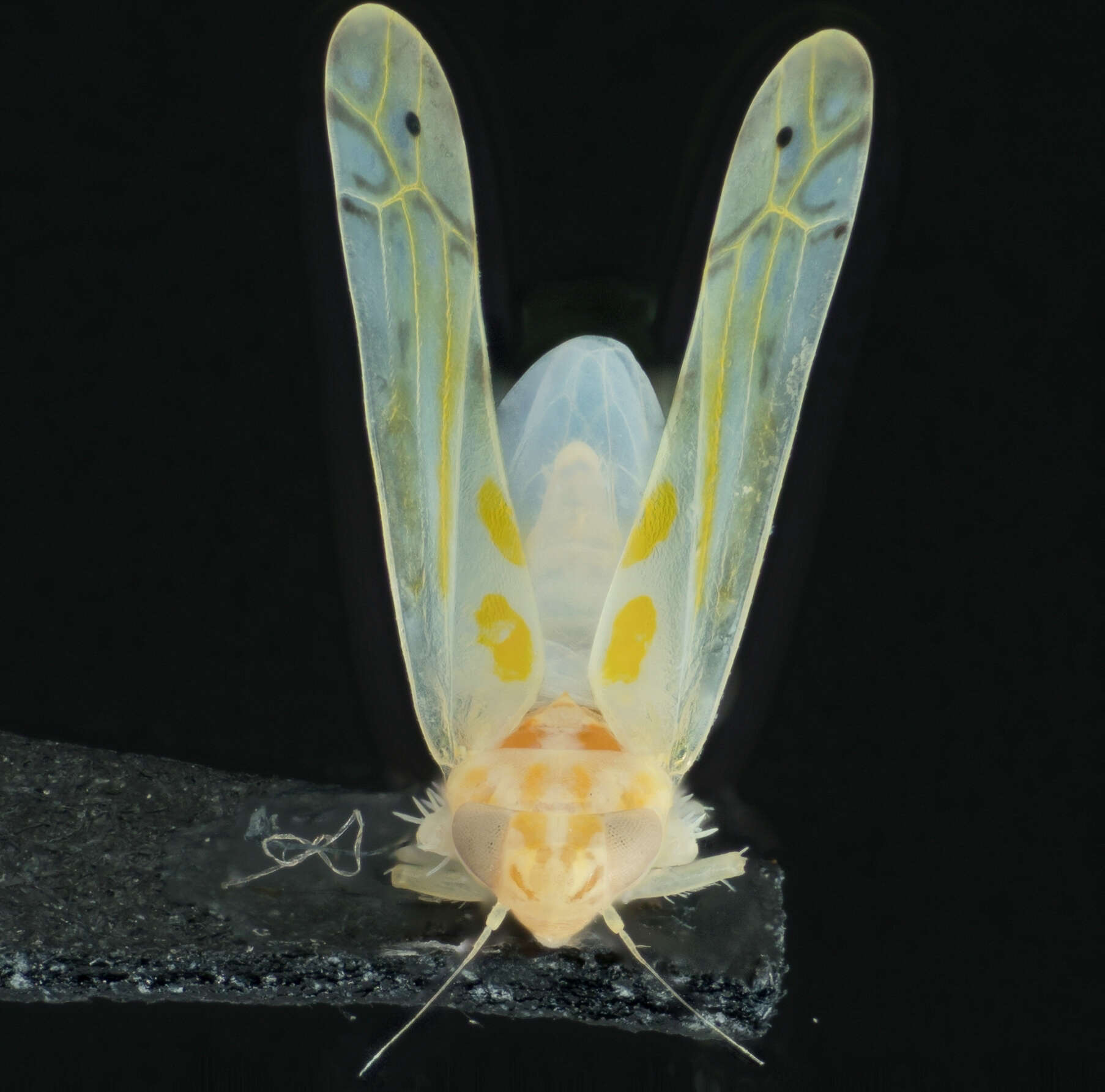 Image of Alconeura (Alconeura) quadrimaculata Lawson 1930