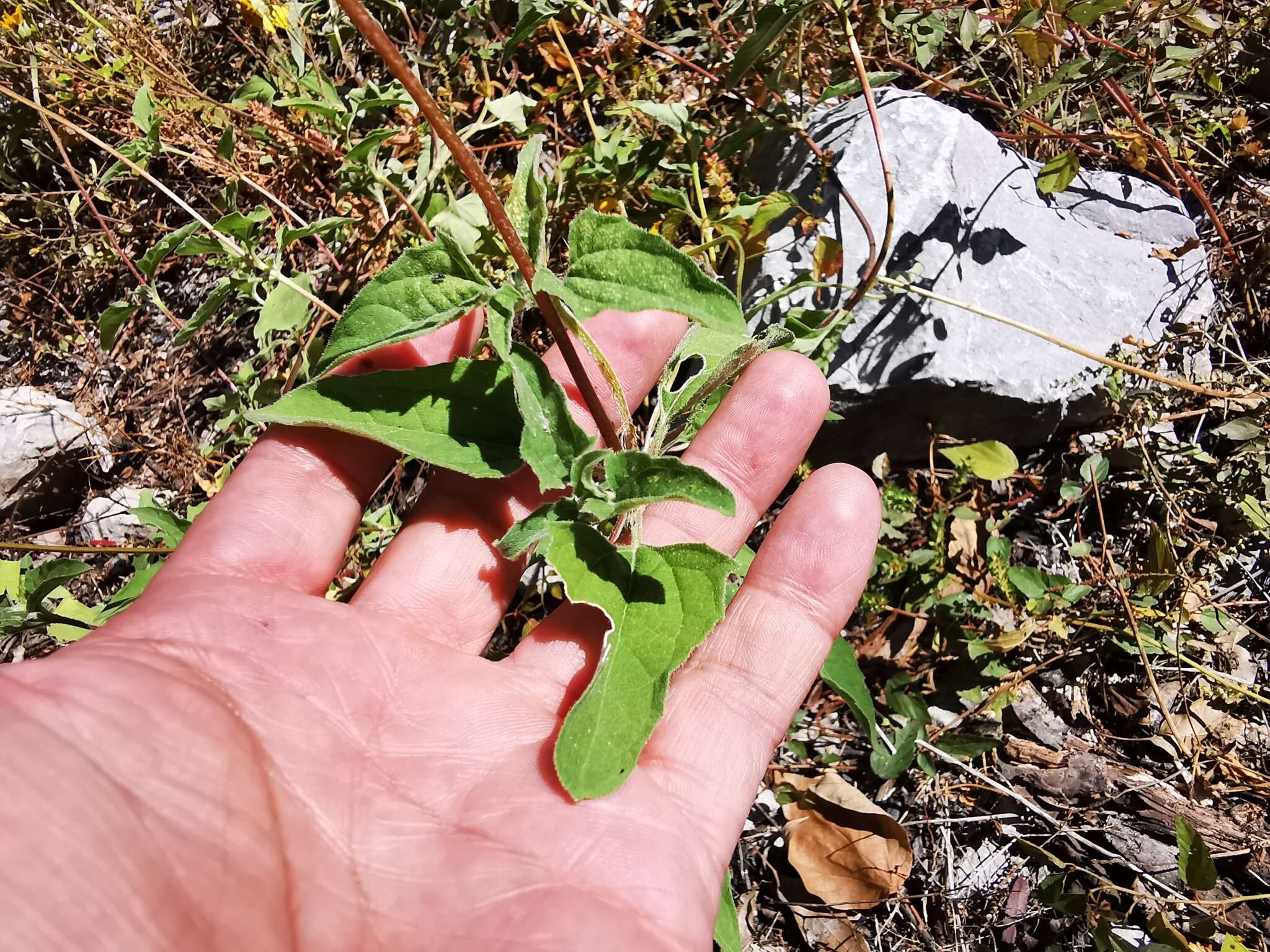 Image of mountain oxeye