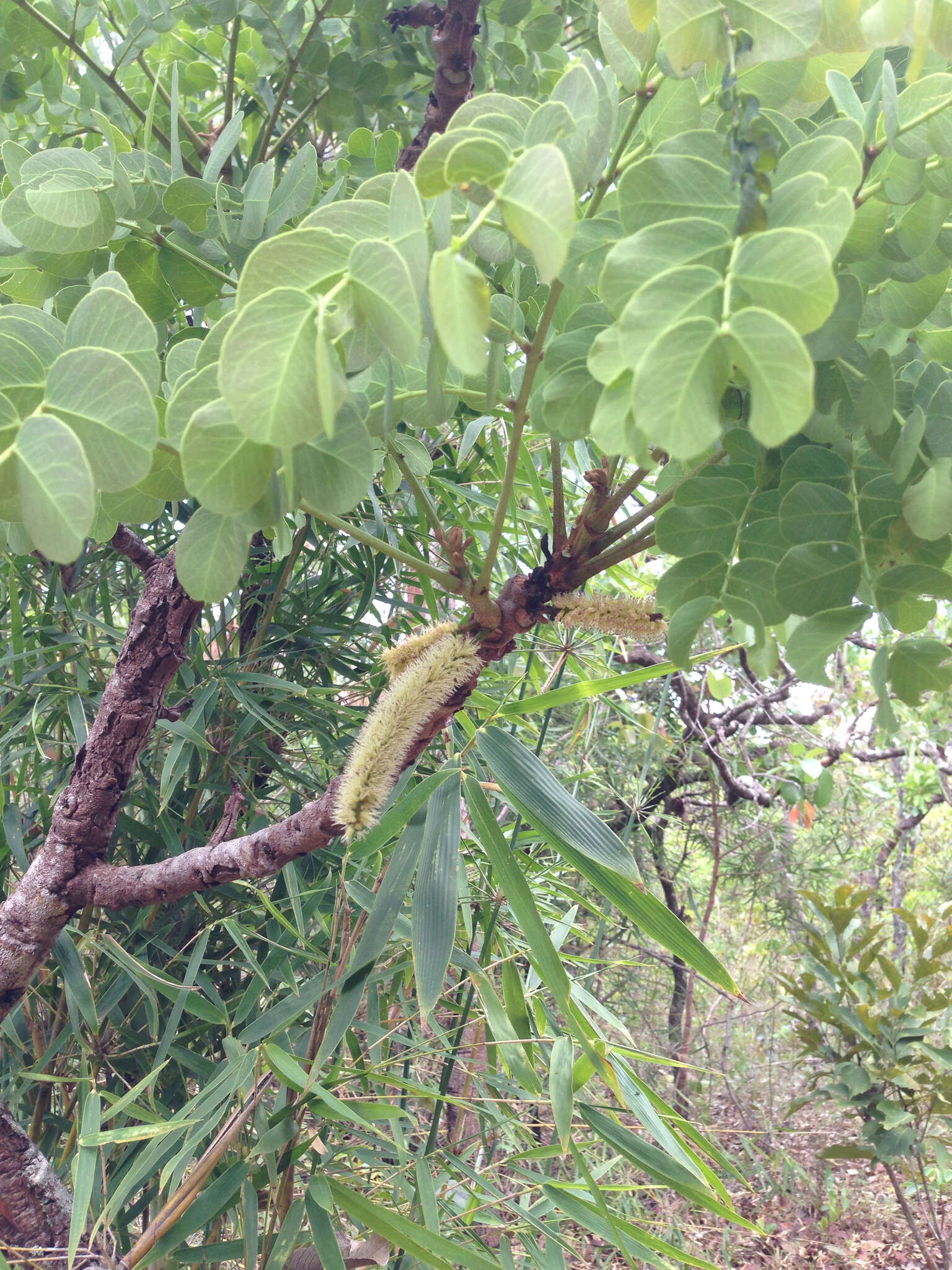 Plancia ëd Stryphnodendron adstringens (Mart.) Coville