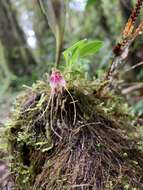 Image of Masdevallia nidifica Rchb. fil.