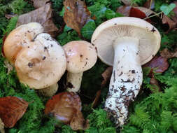 Hygrophorus pudorinus (Fr.) Fr. 1836的圖片