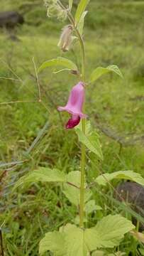 Image of Sesamum indicum subsp. malabaricum (Burm.) Bedigian