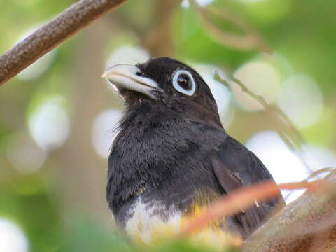 صورة Trogon melanocephalus Gould 1836