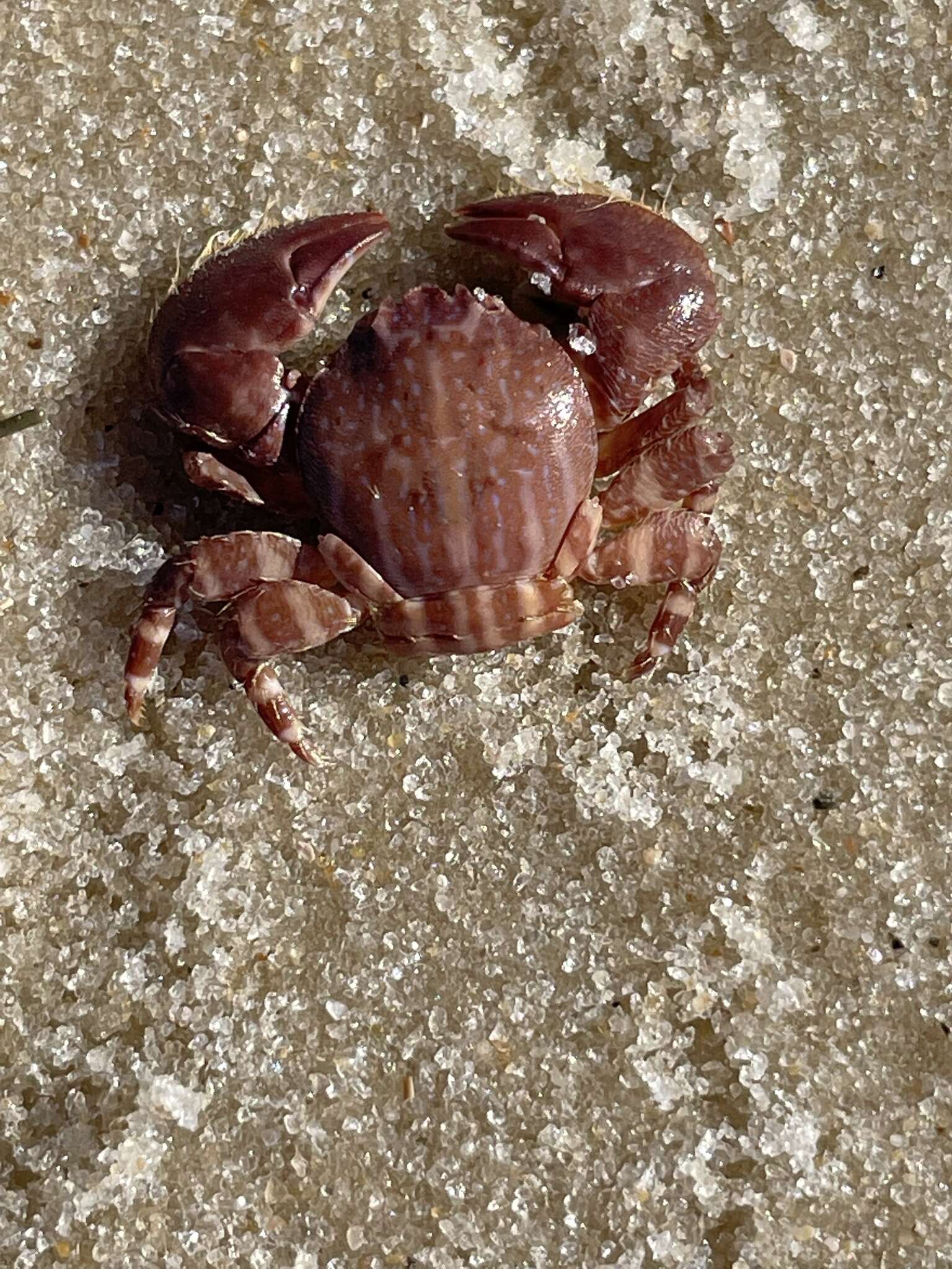 Image of spotted porcelain crab