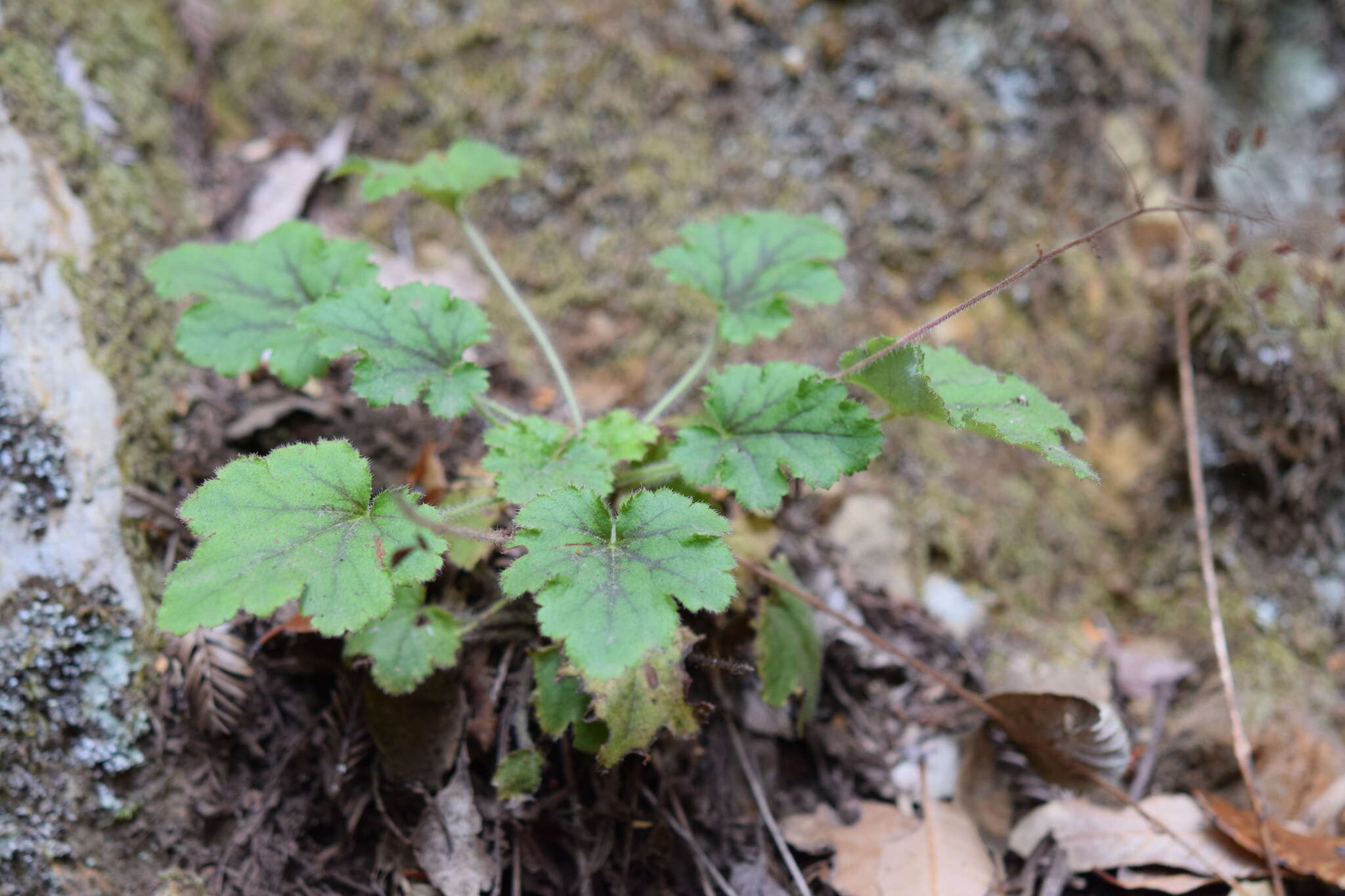 Image of crevice alumroot