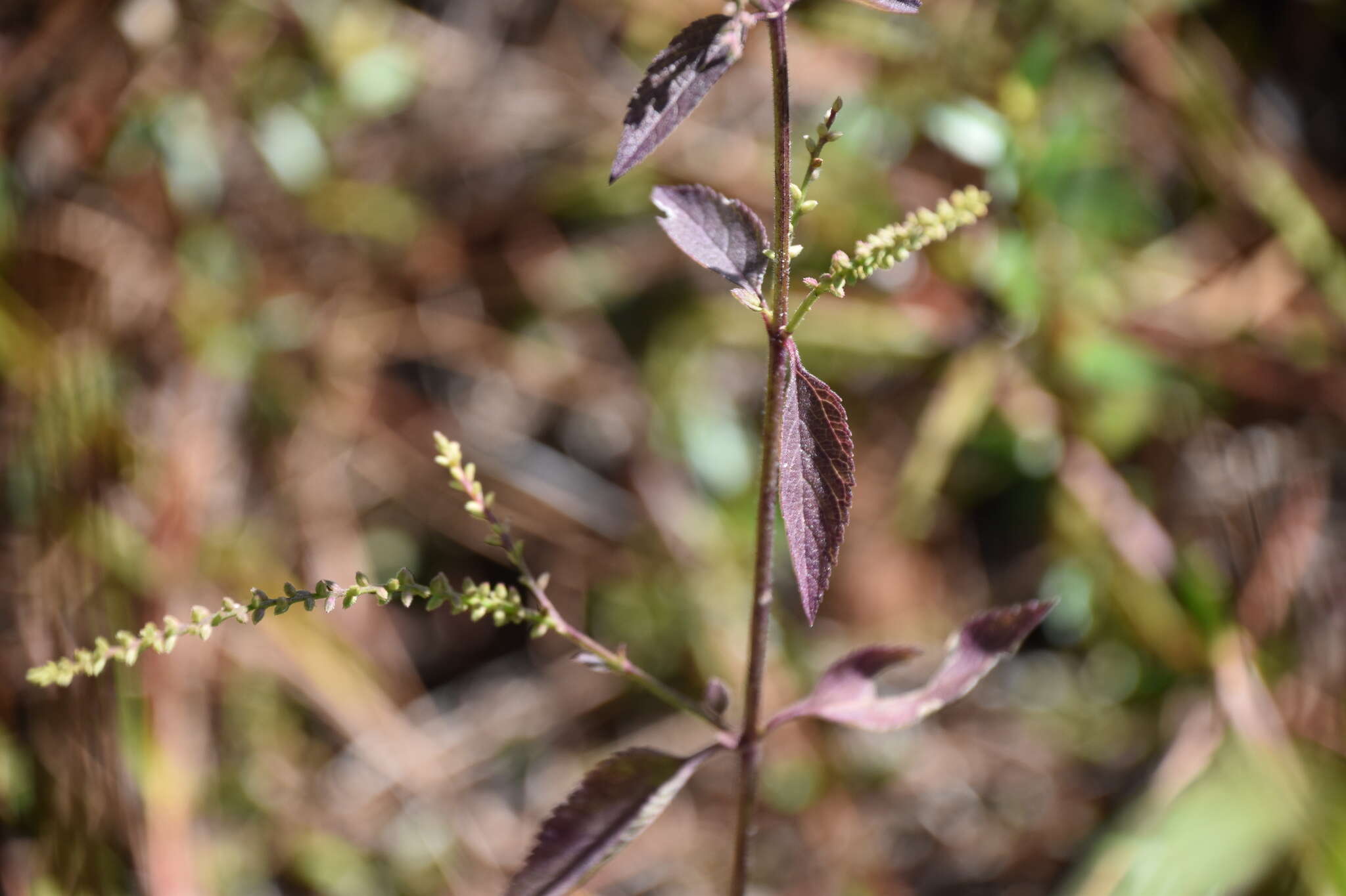 Слика од Verbena scabra Vahl