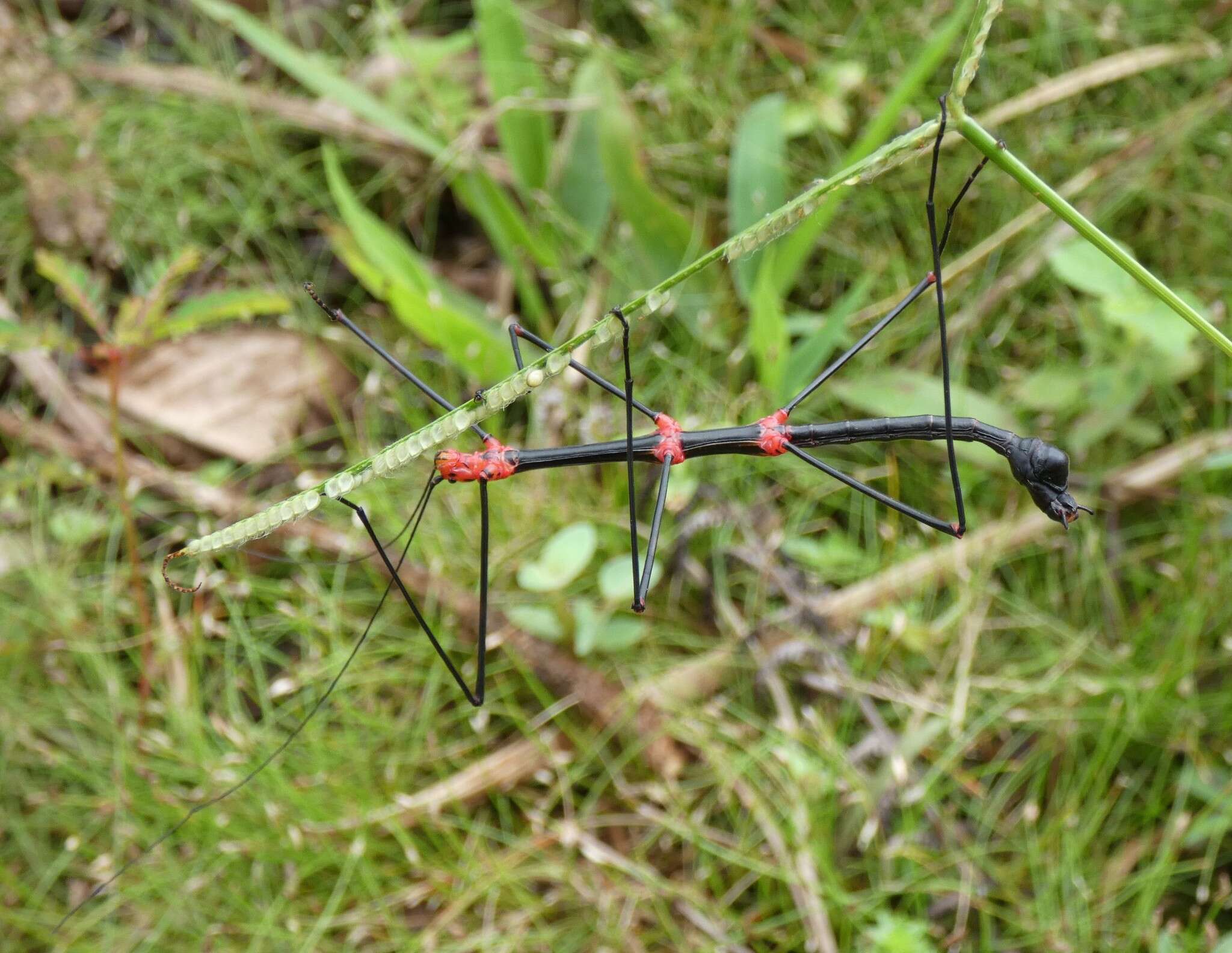 صورة Oreophoetes topoense Conle, Hennemann, Käch & Kneubühler 2009