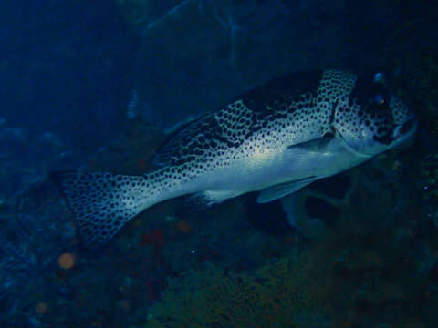 Image of Dotted sweetlips