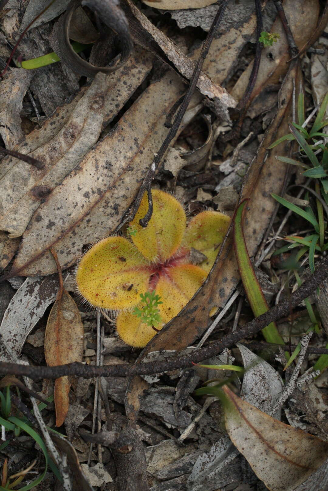 صورة Drosera erythrorhiza Lindl.