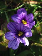 Image of western blue-eyed grass