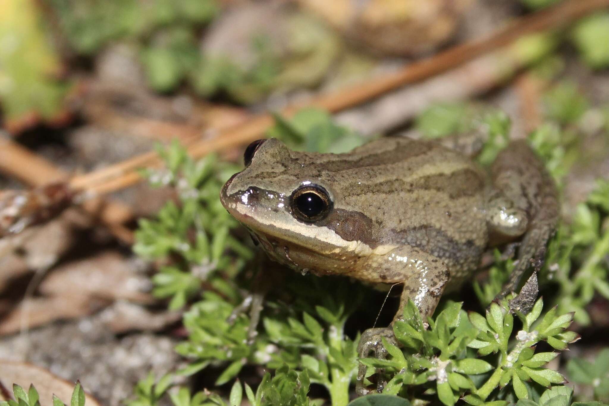 Image of New Jersey Chorus Frog