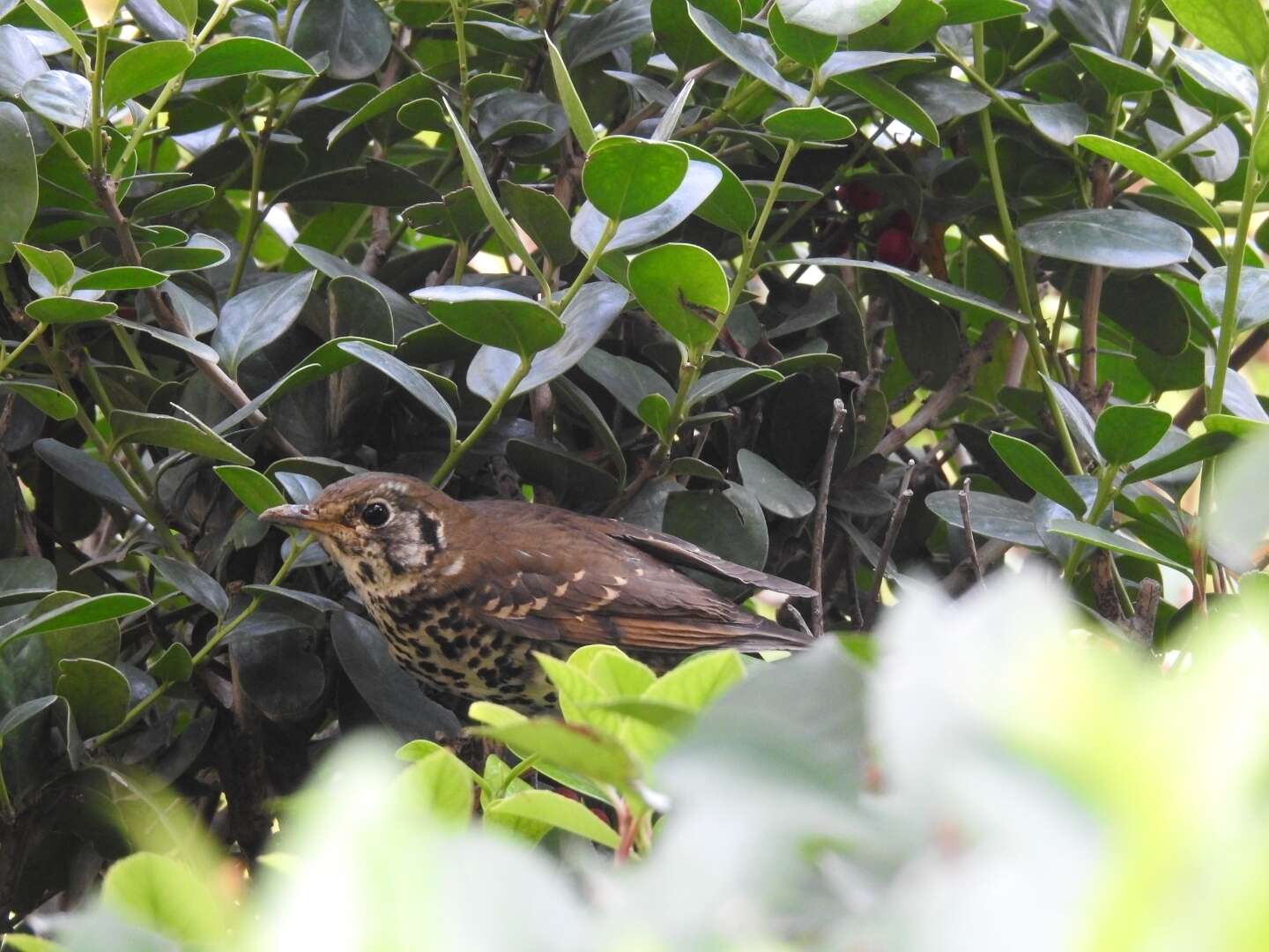 Image of Chinese Thrush