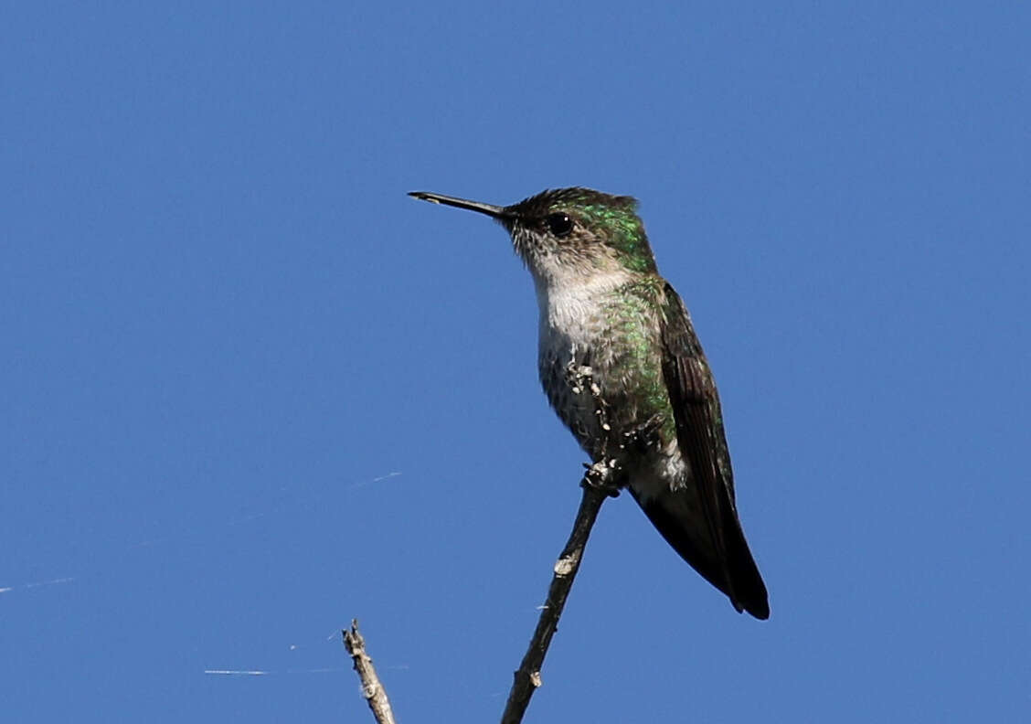 Image of Vervain Hummingbird